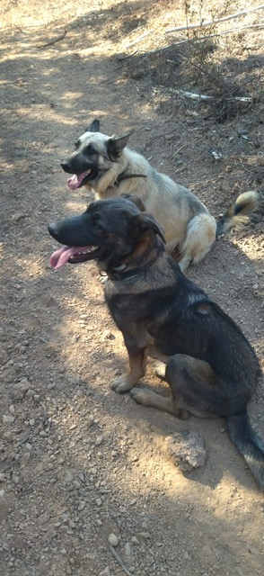 Max und Poldi warten geduldig nebeneinander