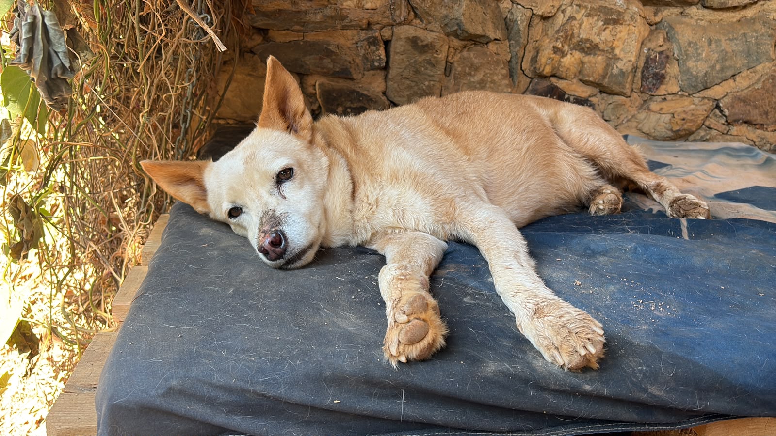 Hund 5, Hund vom Lebenshof Esperanca