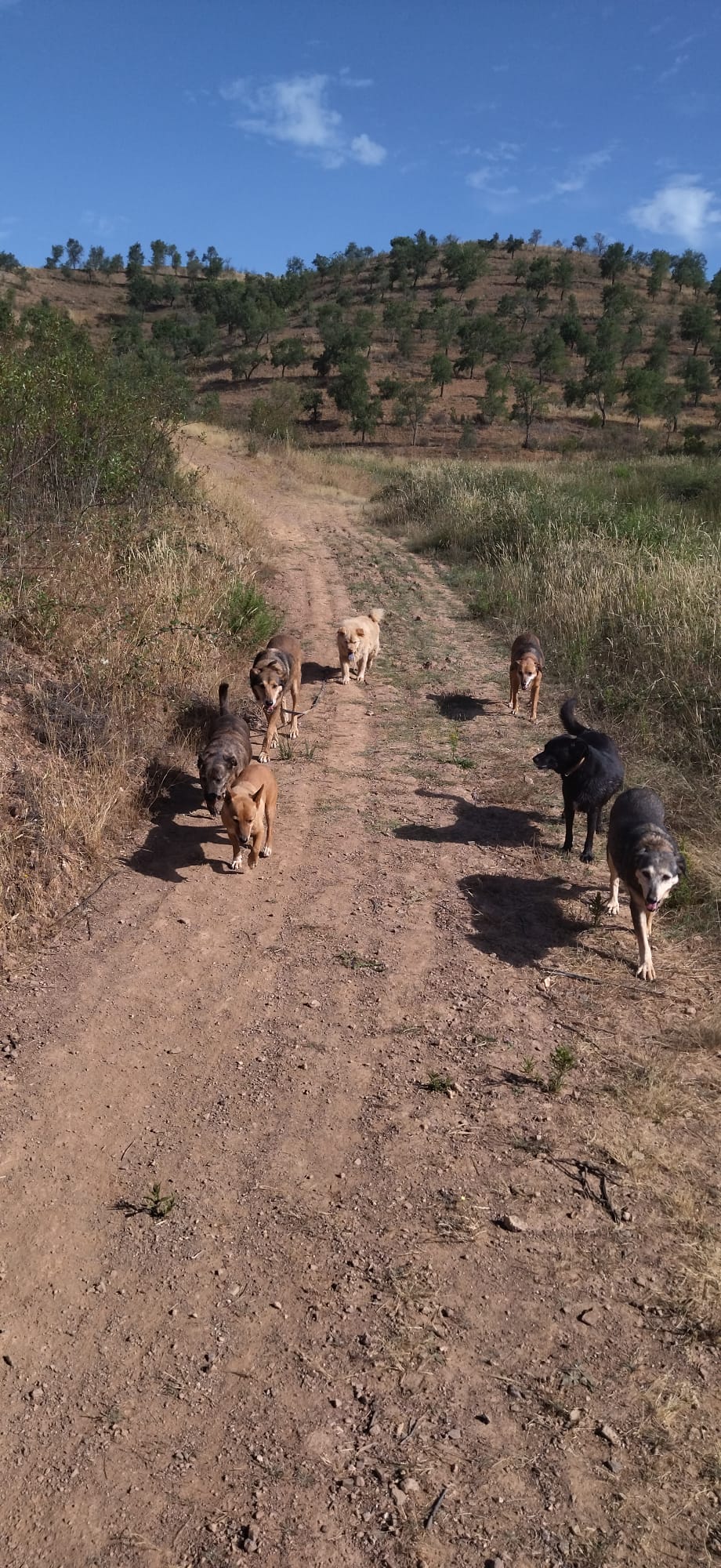 Eine Gruppe Hunde läuft einen Feldweg zwischen Algarve-Hügeln entlang