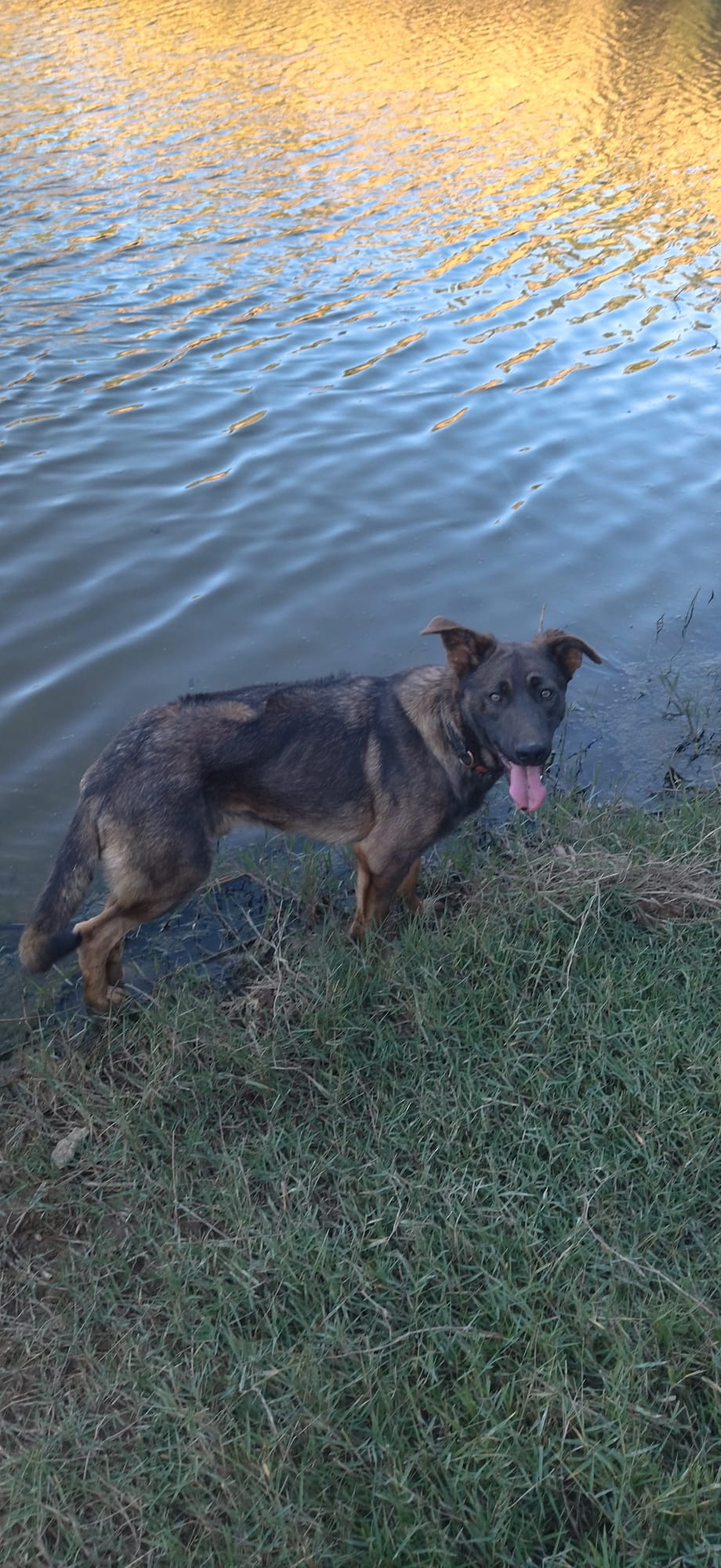 Poldi steht am Wasserrand und schaut in die Kamera, goldenes Licht auf dem Wasser