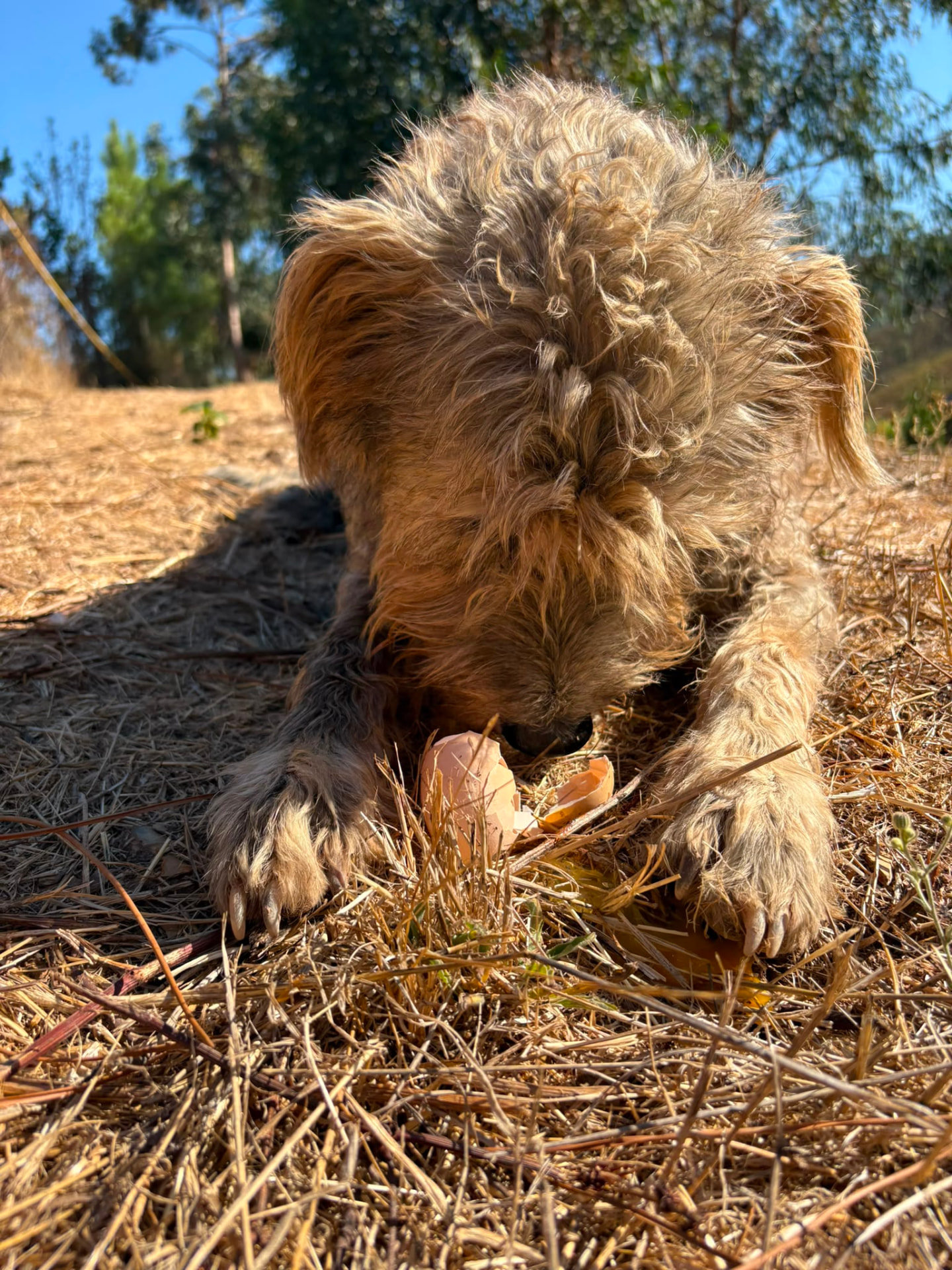 Hund 2, Hund vom Lebenshof Esperanca