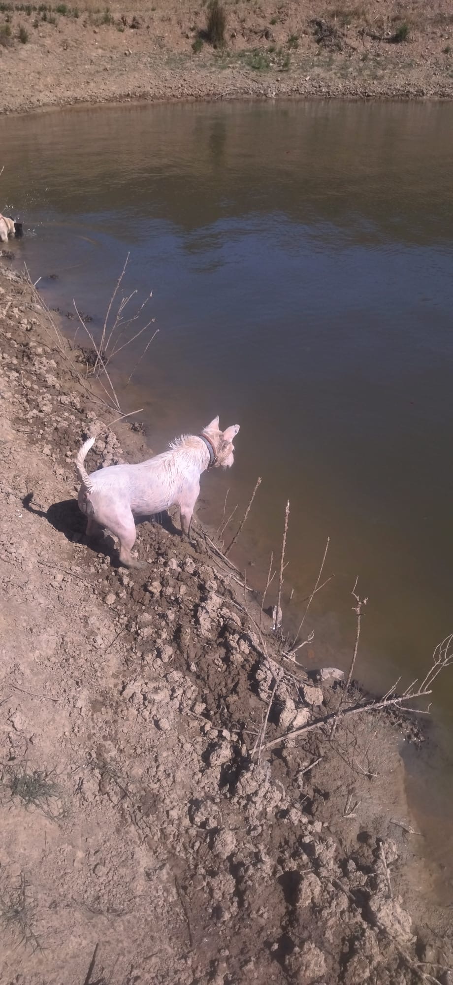 Luna, ein heller Hund, badet am Teich