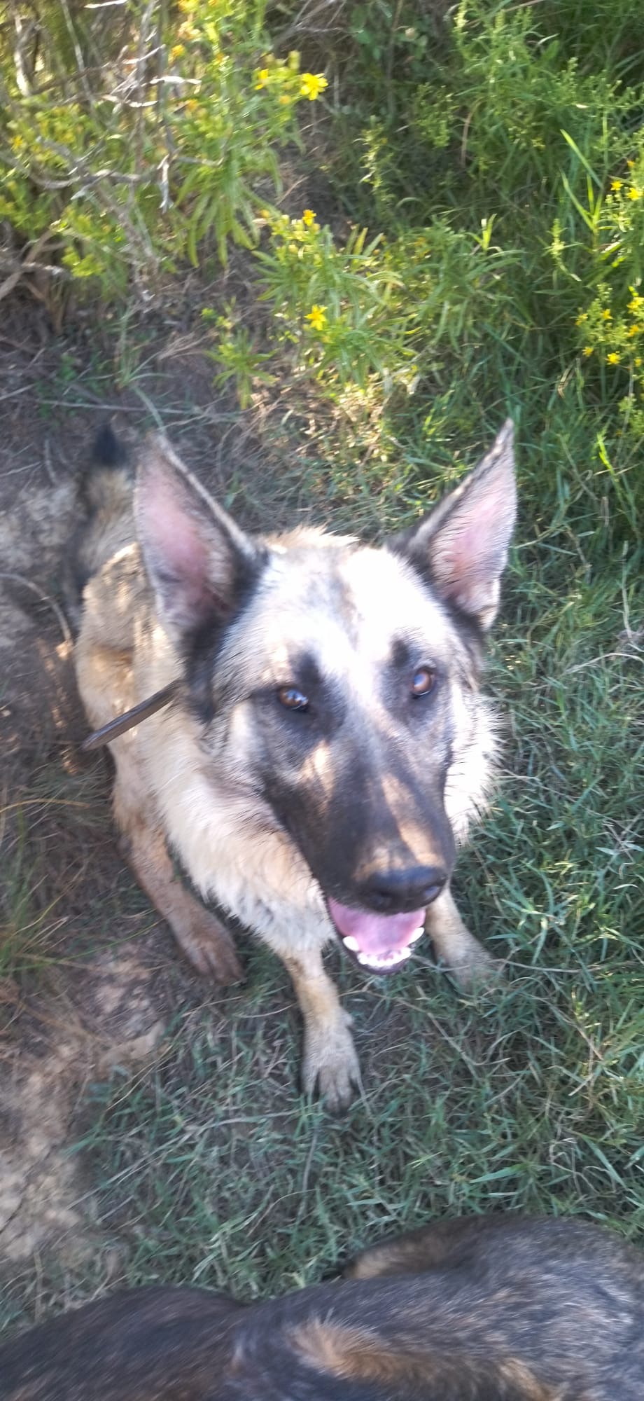 Max liegt entspannt im Schatten