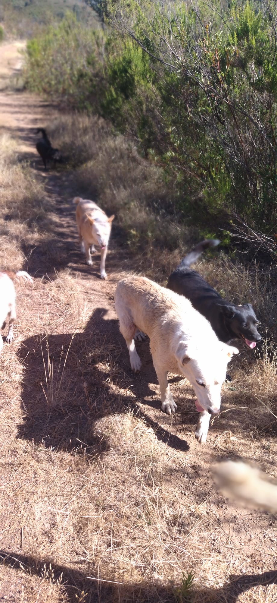 Hunde laufen im Sonnenlicht über einen trockenen Pfad