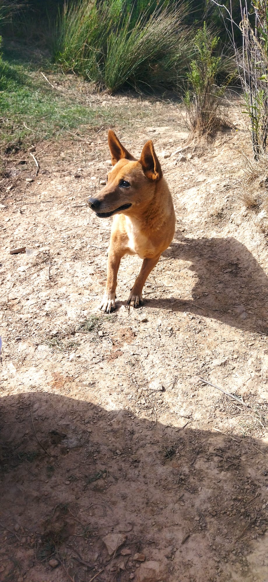 Hund 4, Hund vom Lebenshof Esperanca