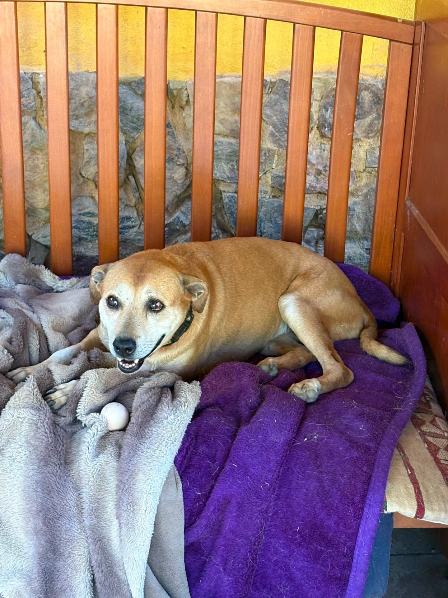 Hund 3, Hund vom Lebenshof Esperanca