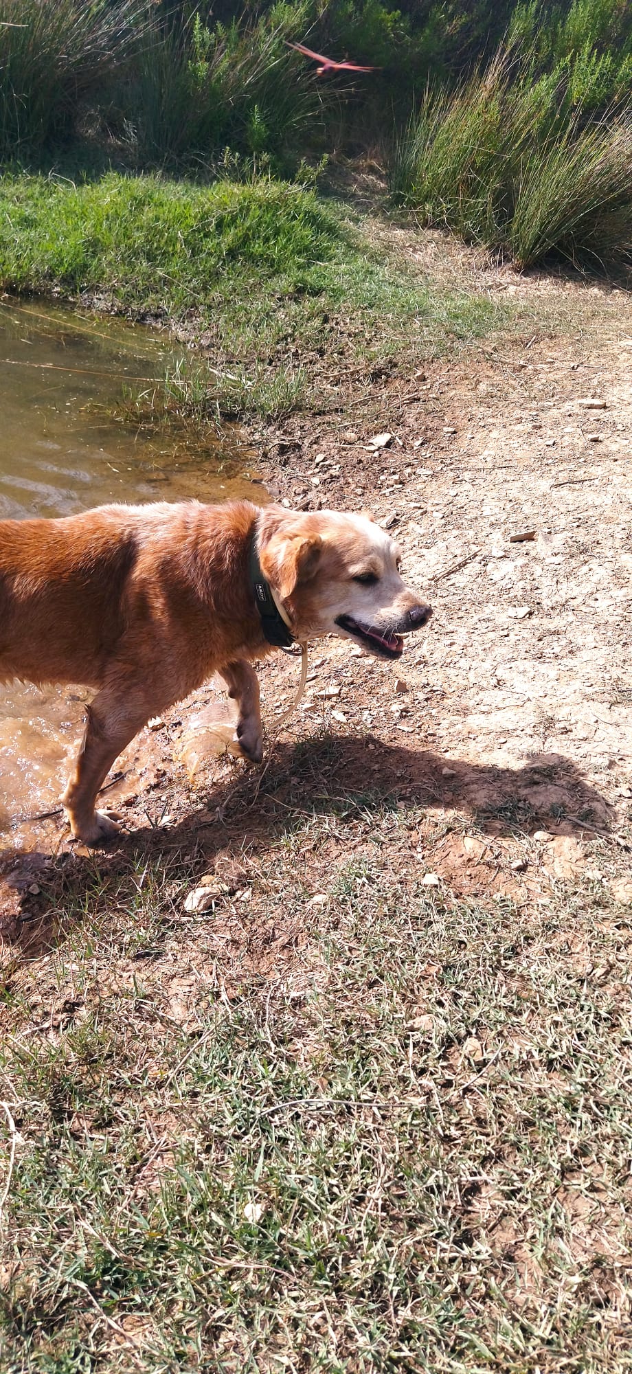 Hund 1, Hund vom Lebenshof Esperanca