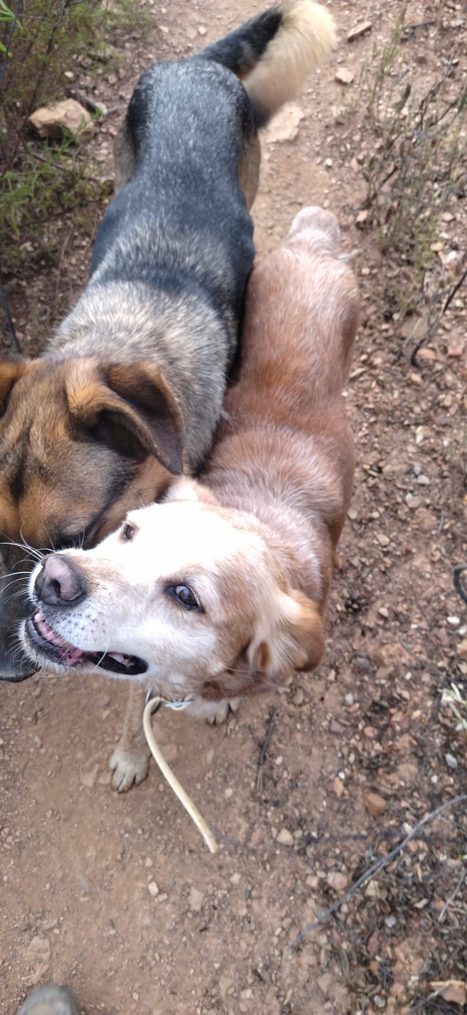 Zwei Hunde schmiegen sich eng aneinander
